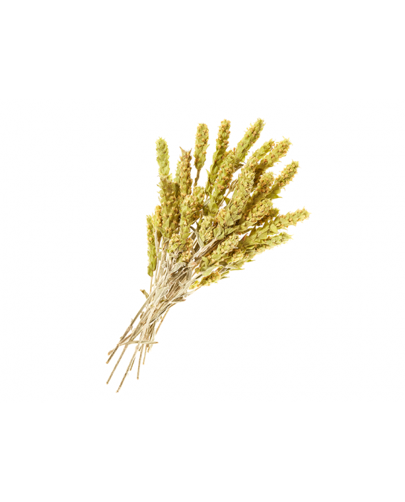 Wellness Greek Mountain Tea