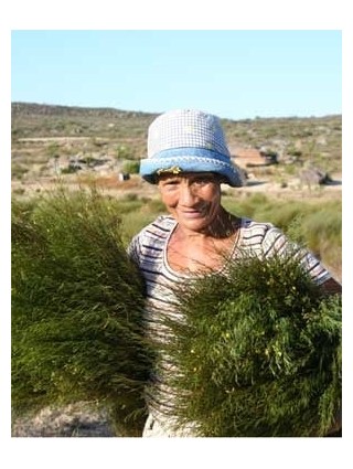 Rooibos Rooibos Naturale