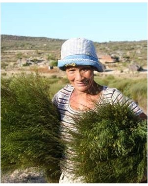 Rooibos Rooibos Naturale