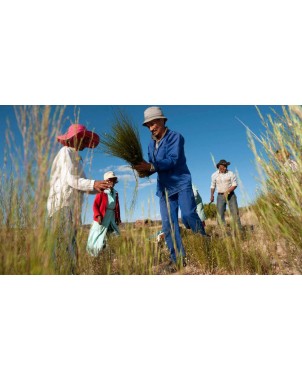 Rooibos Rooibos Naturale
