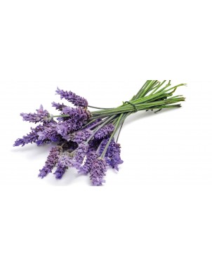 Tisane Lavanda