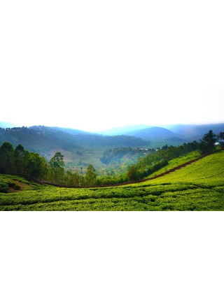 Tè Nero Rwanda Rukeri OP1