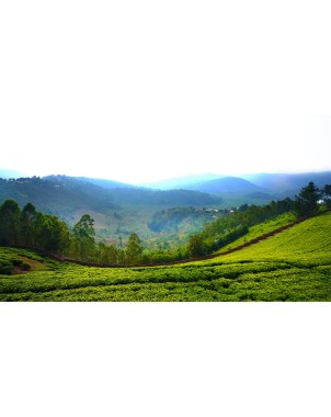 Tè Nero Rwanda Rukeri OP1